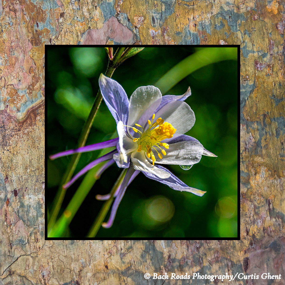 Images are laminated on natural slate with a fade and scratch resistant coating. Natural slate varies in color and texture making...