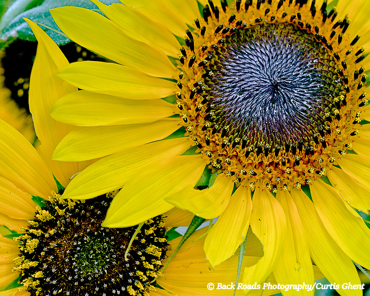 Sunflower, Macro