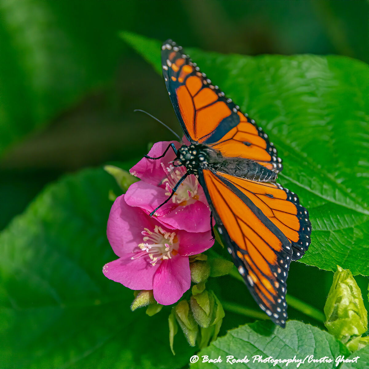 Monarch Butterfly Butterfly House, Fort Collins, Colorado Back