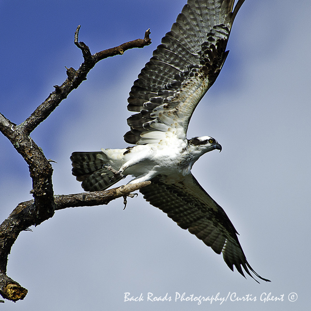 Sometimes you get lucky. While boating in Florida I captured this Osprey just as it launched into flight.