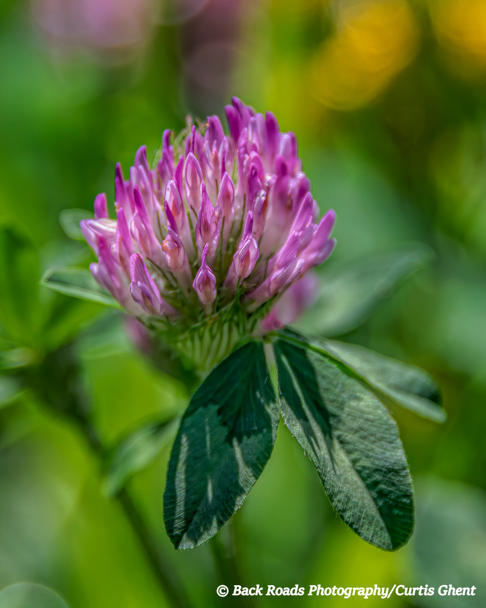 Pink, Clover, Crested Butte