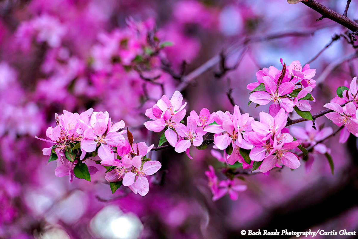 A pink crab apple tree in bloom