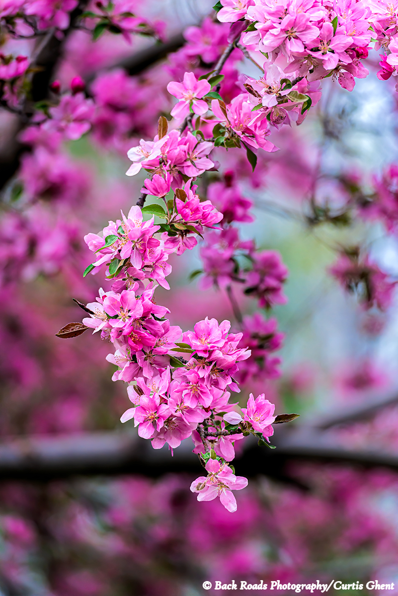 Crabapple blossoms in spring.