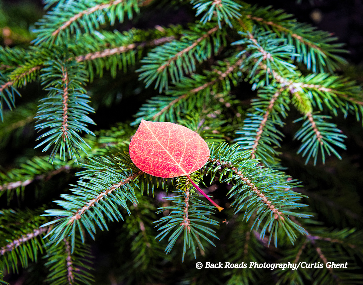 Aspen, Leaf, Red