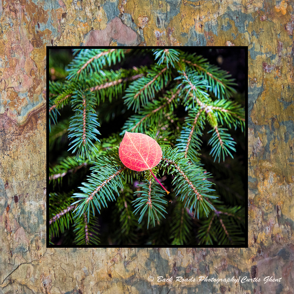 Images are laminated on natural slate with a fade and scratch resistant coating. Natural slate varies in color and texture making...