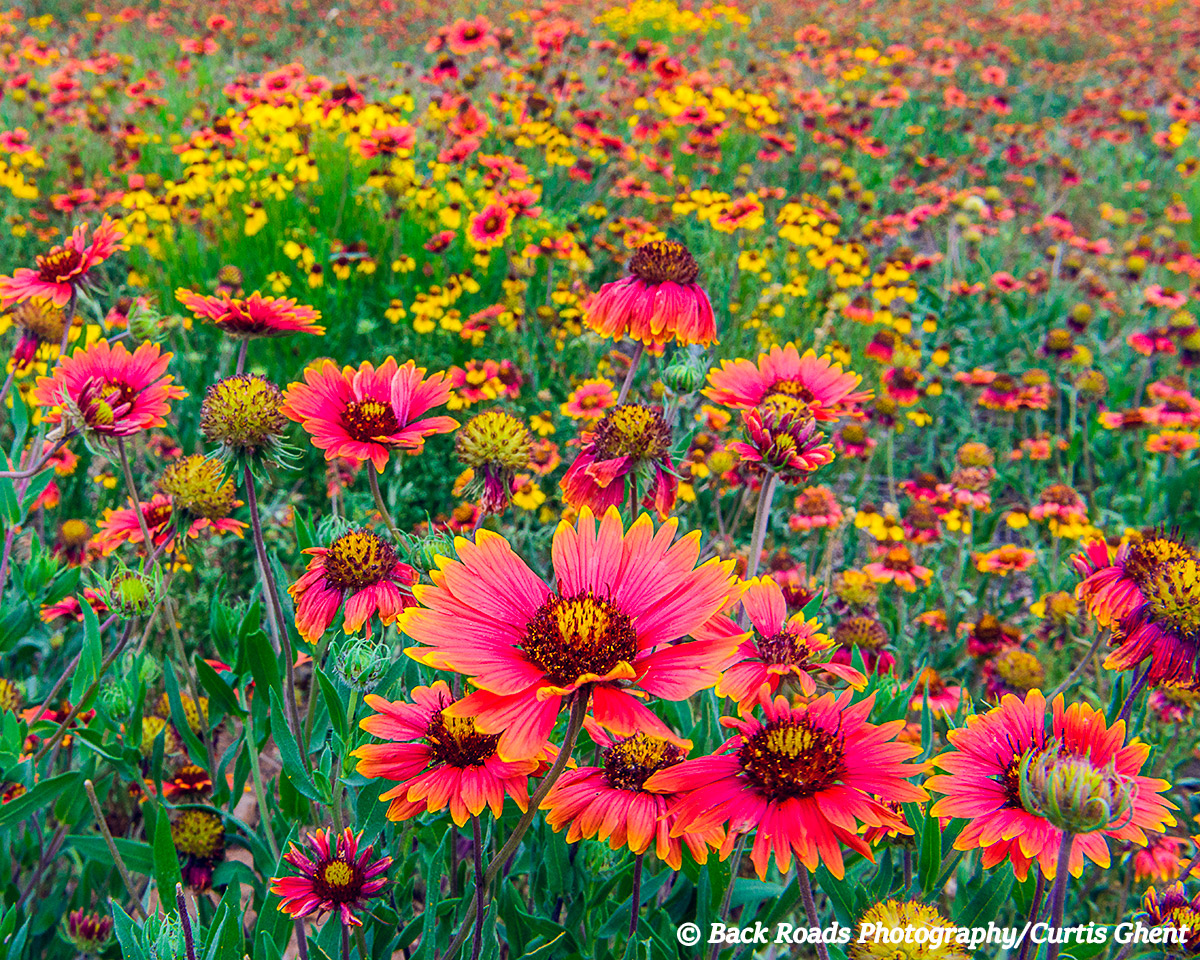 Texas, Wild,