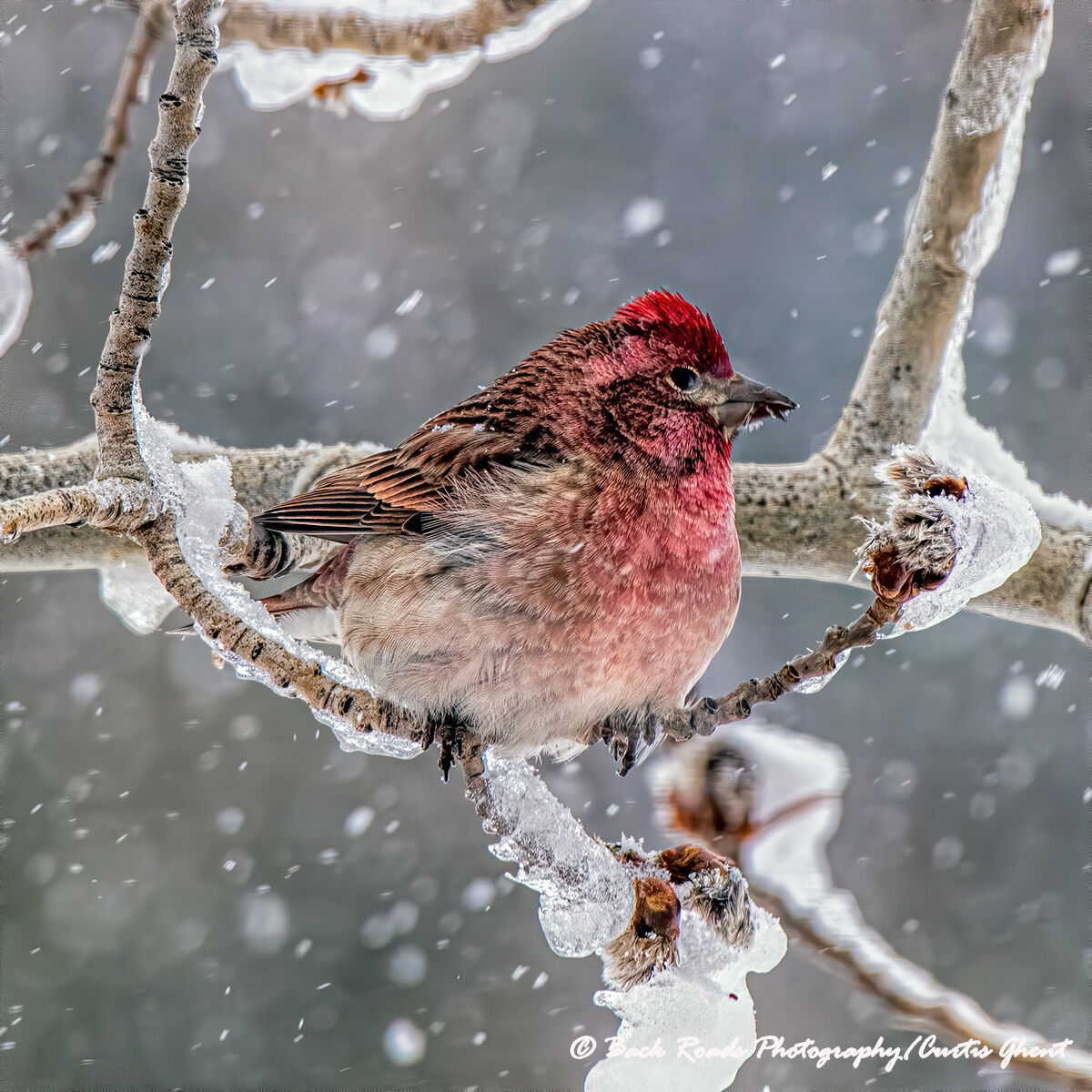 A red headed Finch braves the snow and ice.