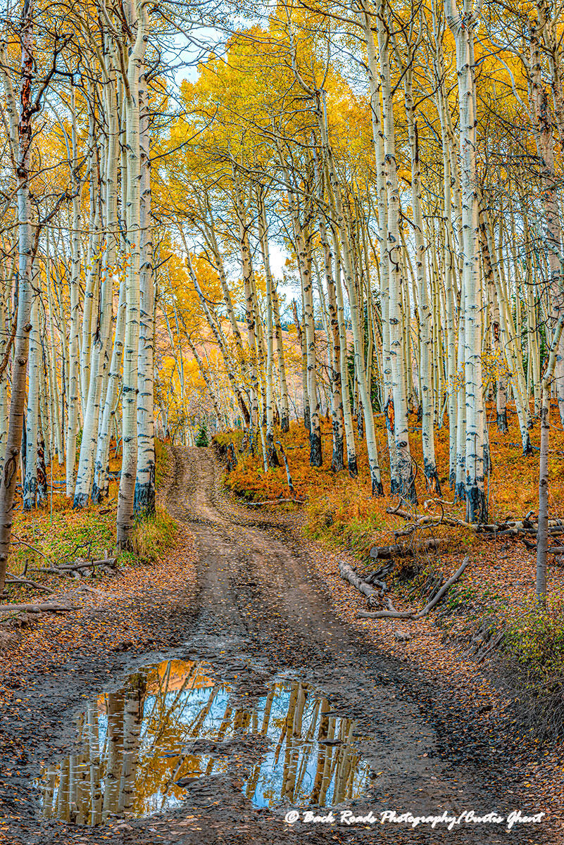 A great fall color reflection in a mud puddle along the Last Dollar Road near Telluride, Colorado.
