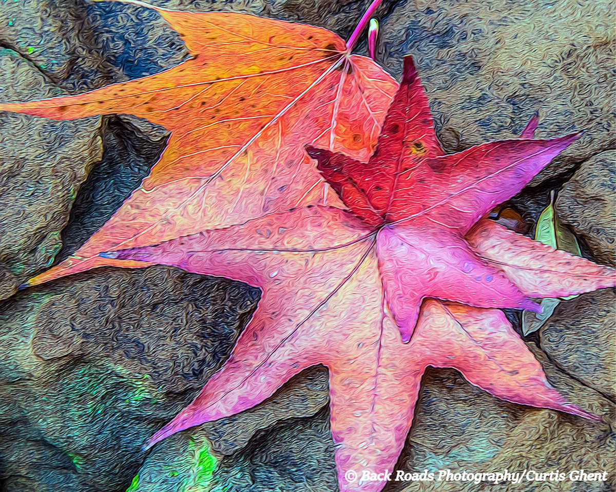 Three, Abstract, Leaves