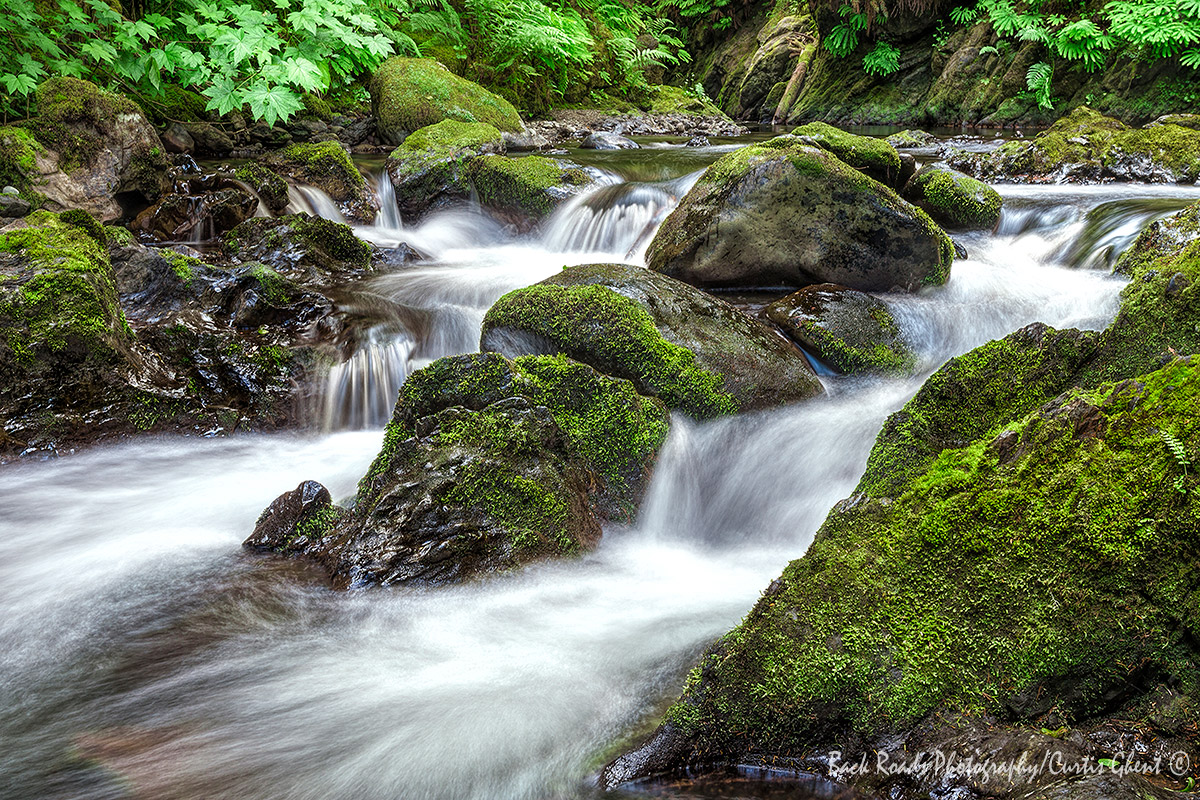 This is one of many little waterfalls in Olympic National Park.